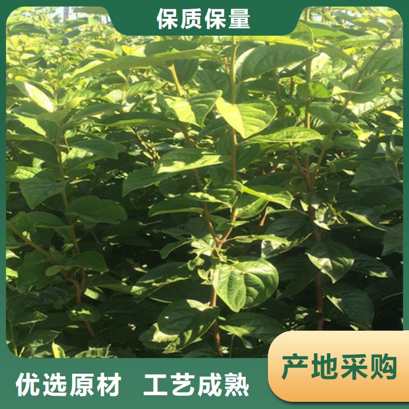 柿子【樱桃苗】资质认证