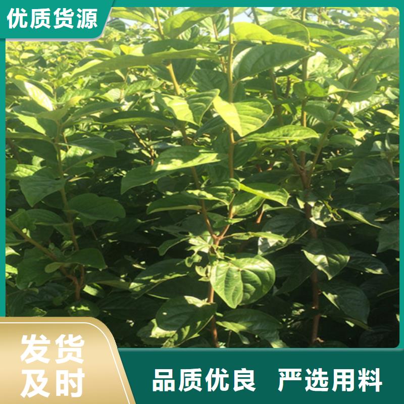 柿子石榴树精工打造