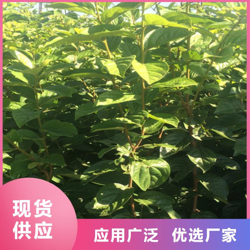 柿子李子苗实力厂商