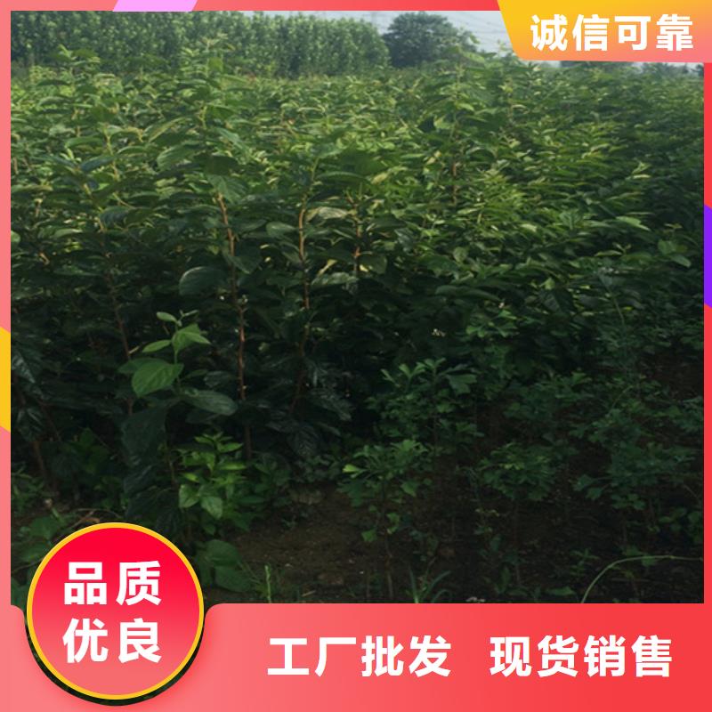 柿子_【3公分石榴苗】好品质经得住考验