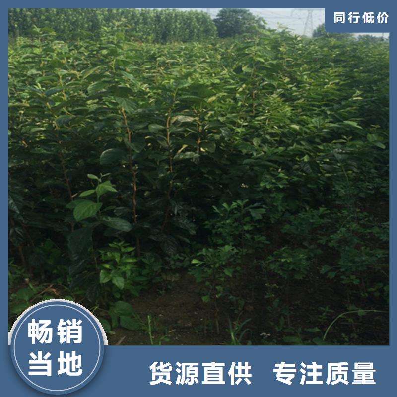 【柿子板栗苗现货充裕】