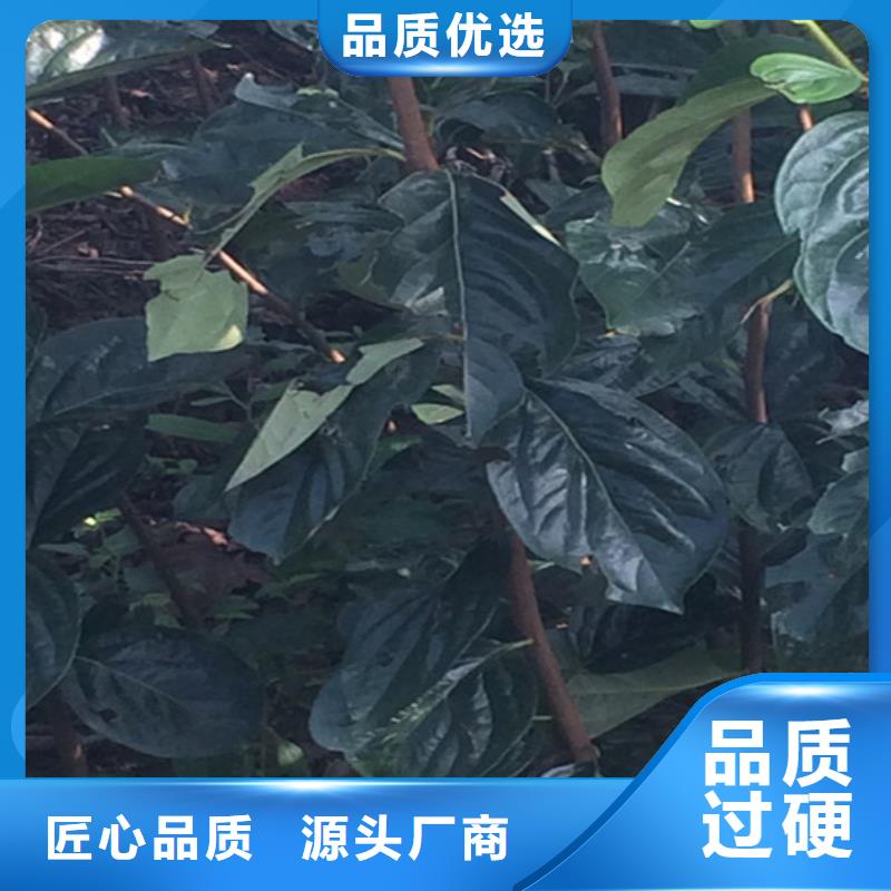 柿子樱桃苗多年厂家可靠