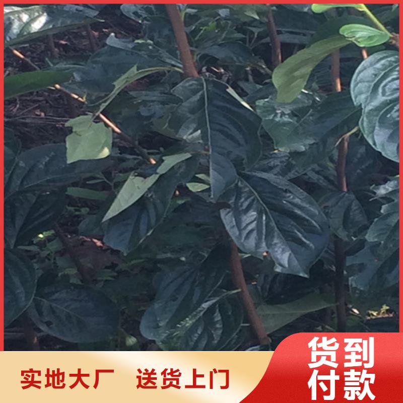 柿子樱桃苗厂家拥有先进的设备