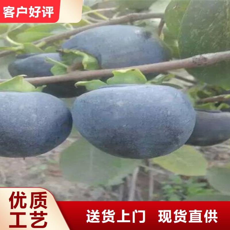 柿子【樱桃苗】资质认证