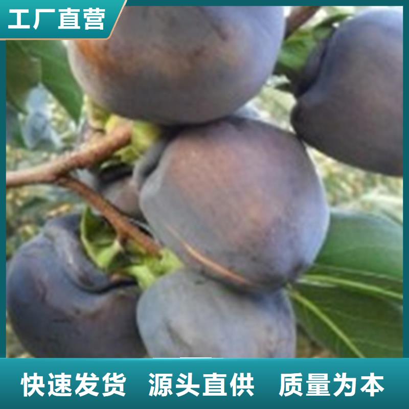 柿子板栗苗工厂自营