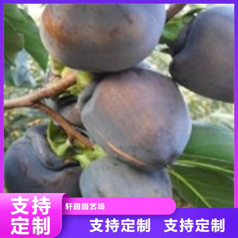 柿子【板栗苗】拒绝差价