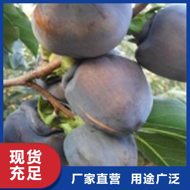 柿子樱桃苗厂家质量过硬