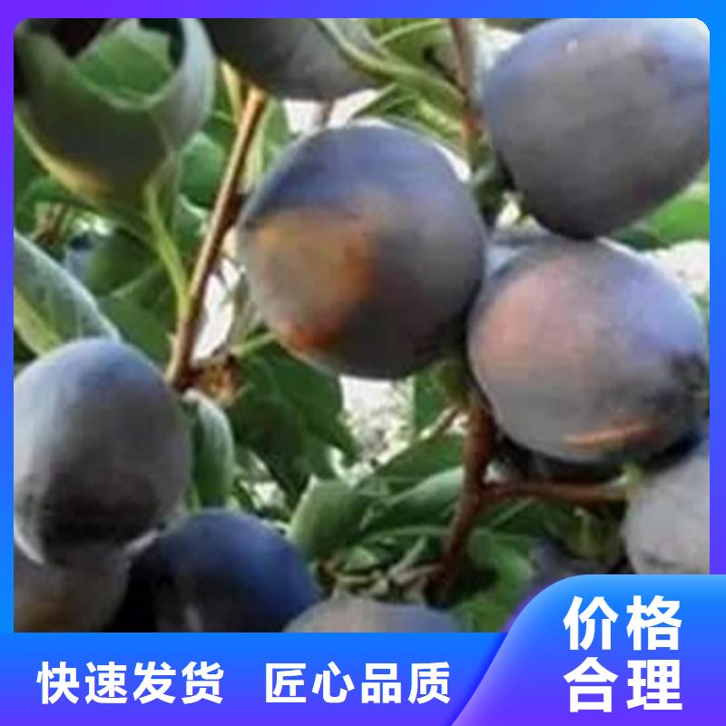 柿子桃树苗免费获取报价