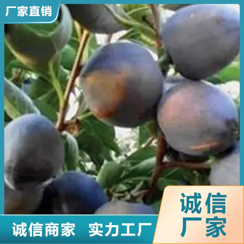 柿子_梨树苗价格公道合理