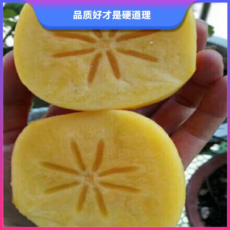 柿子_梨树苗价格公道合理