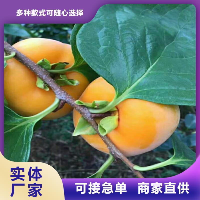 柿子樱桃苗多年厂家可靠