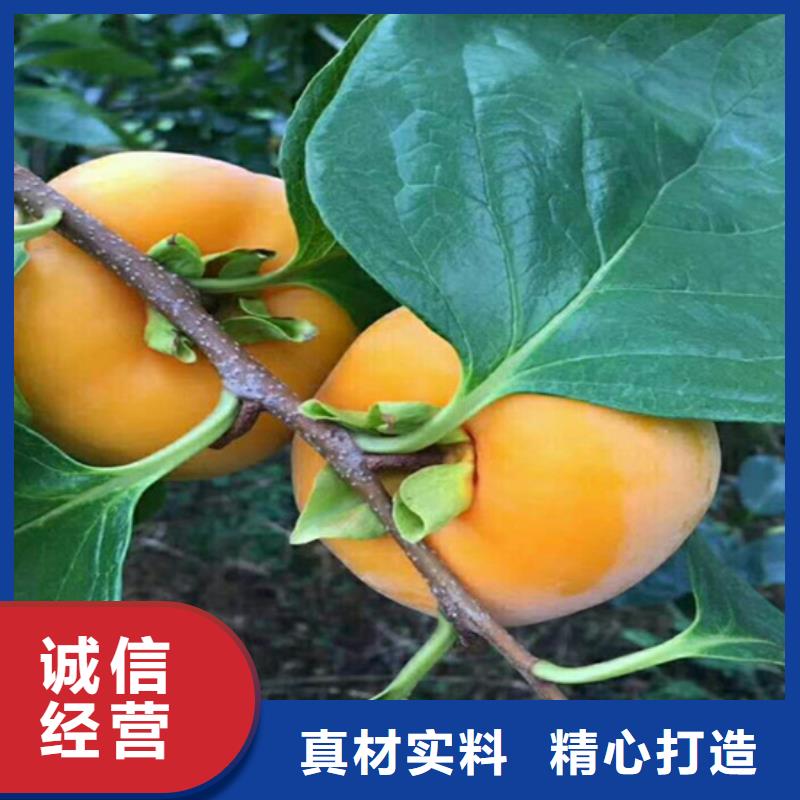 柿子_梨树苗价格公道合理