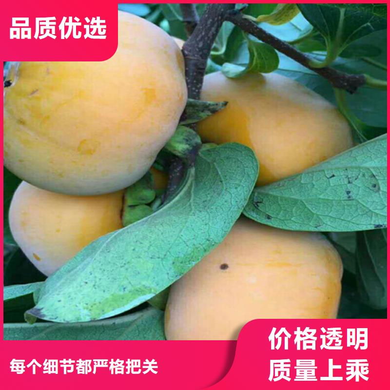 【柿子板栗苗现货充裕】