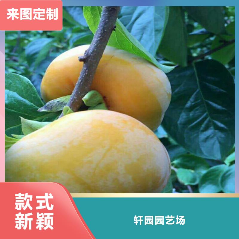 柿子李子苗实力厂商