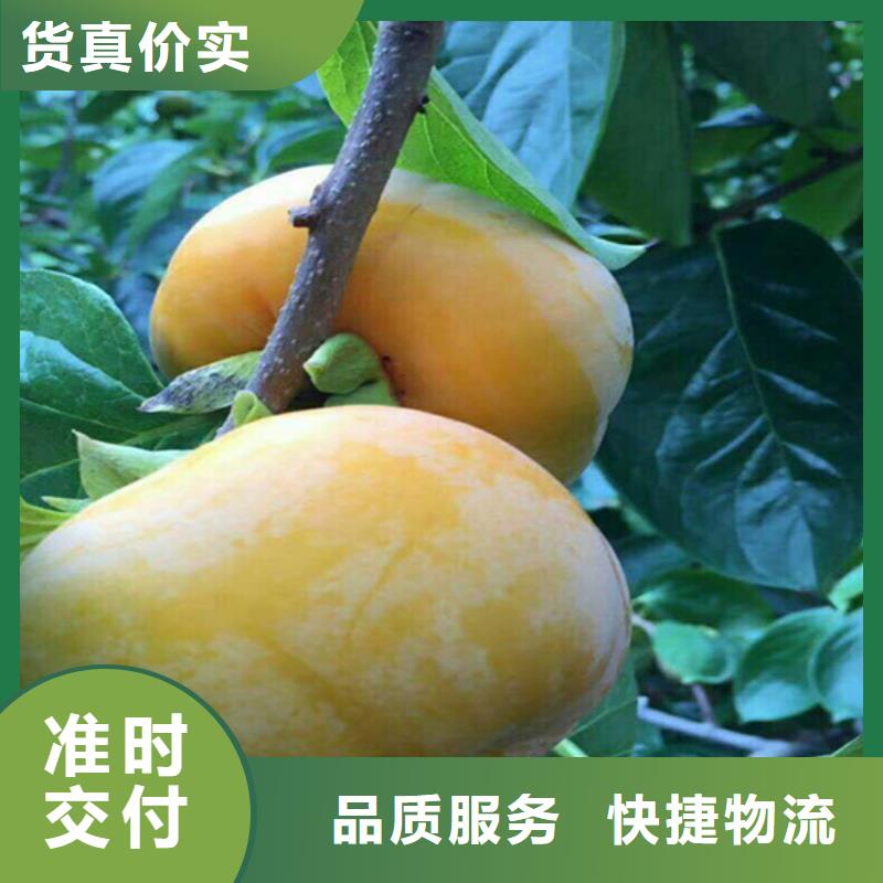 柿子李子苗实力厂商