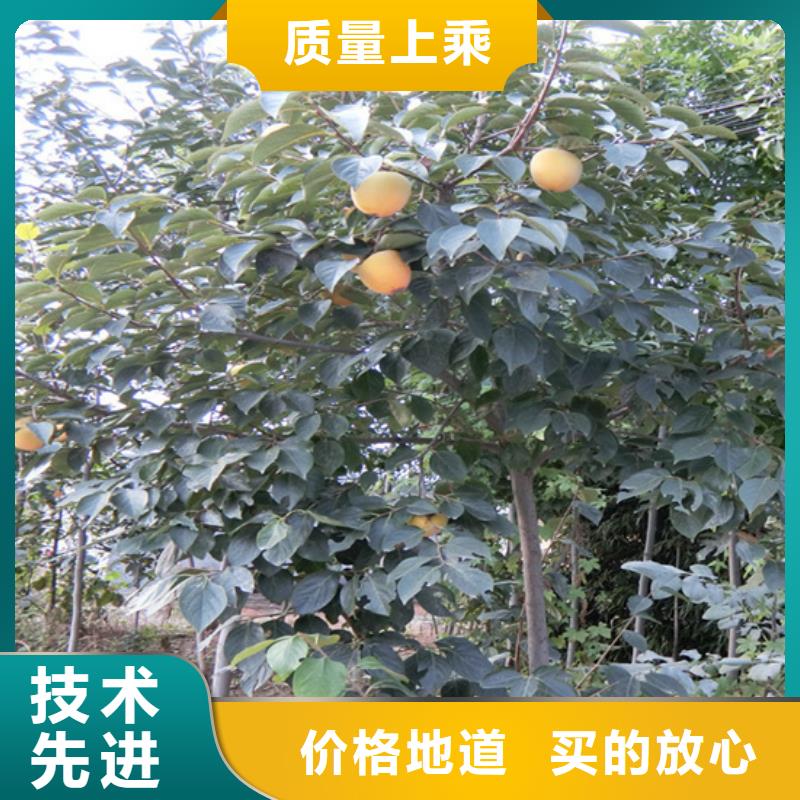 柿子苹果苗严格把控质量