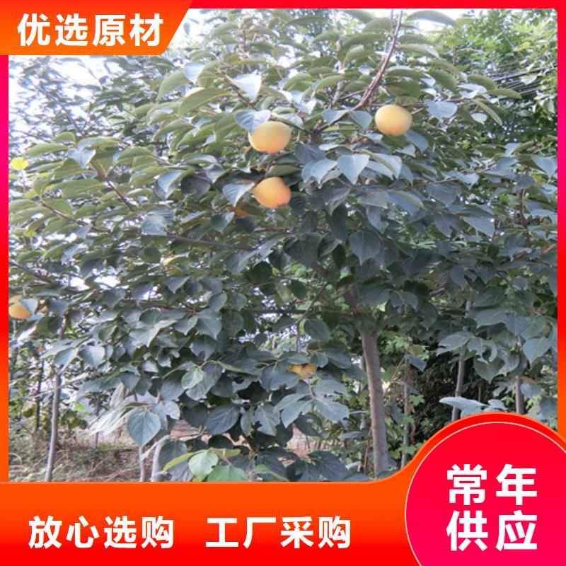 柿子苹果苗质量为本