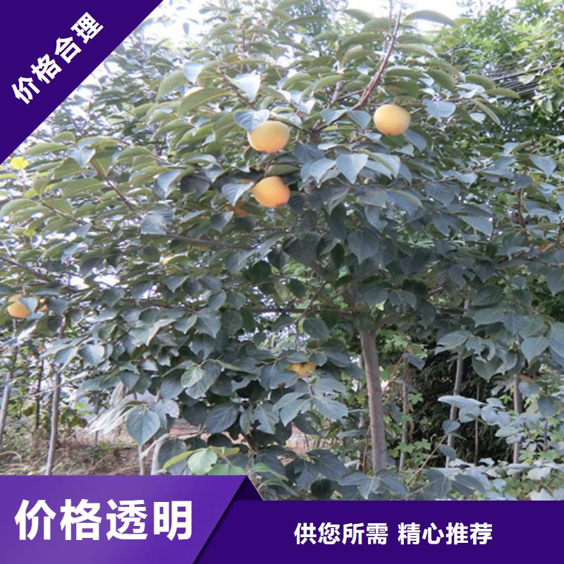 柿子_嘎啦苹果多年经验值得信赖