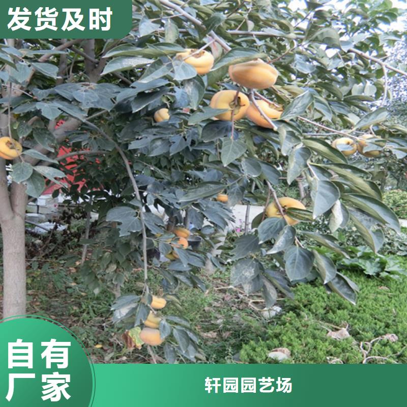 柿子-【杏树苗】产地厂家直销
