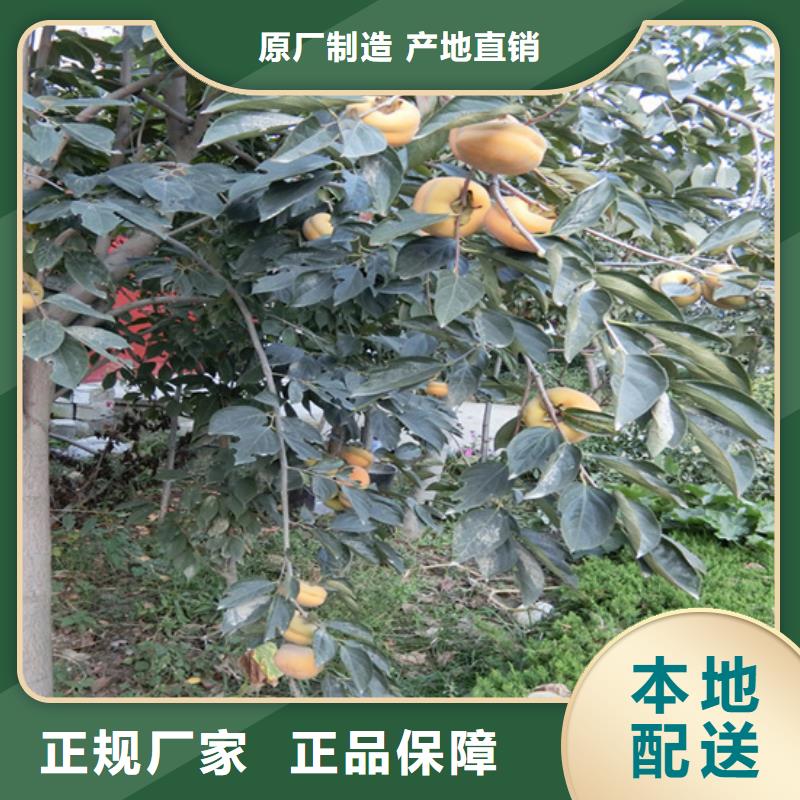 【柿子板栗苗现货充裕】