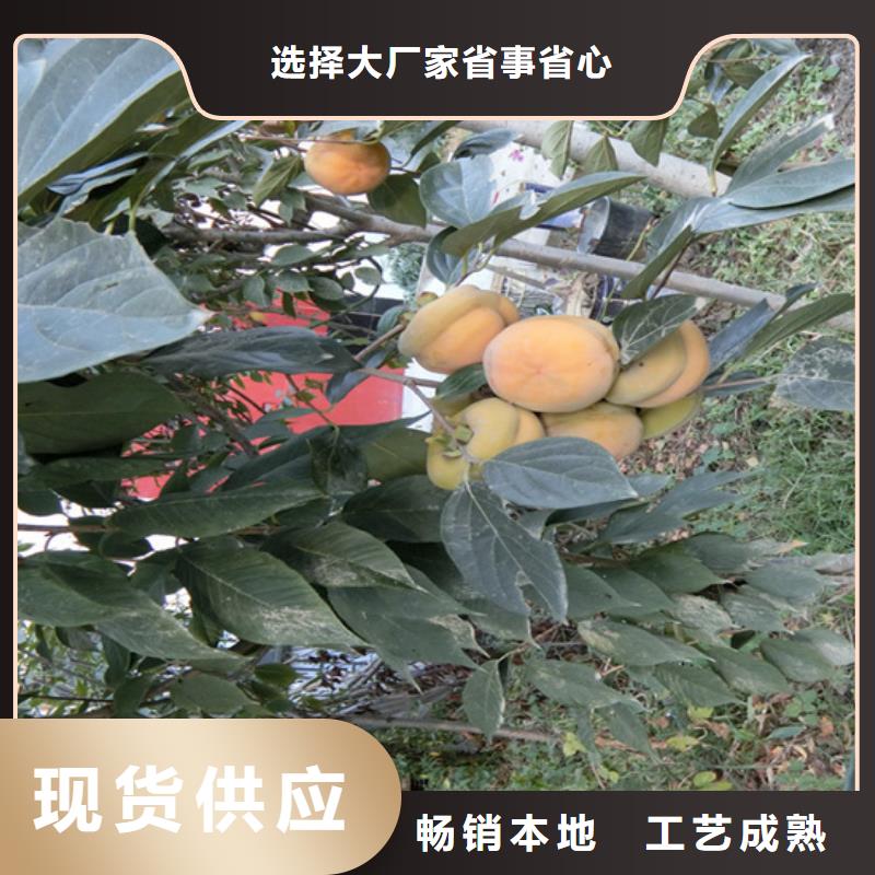 柿子_嘎啦苹果多年经验值得信赖
