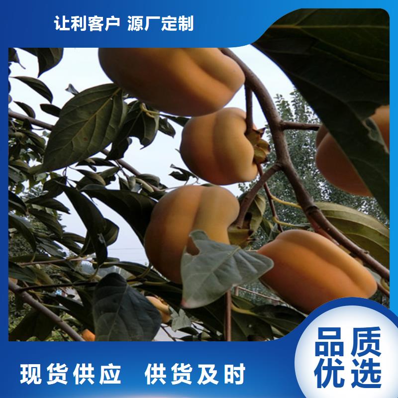 柿子苹果苗厂家定制