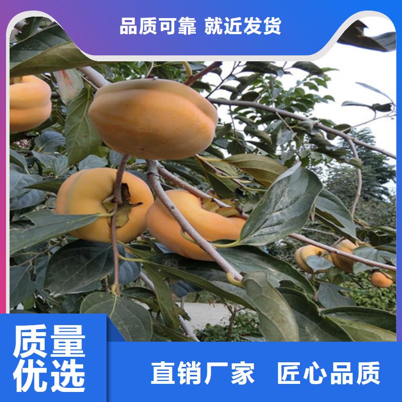 柿子_嘎啦苹果多年经验值得信赖