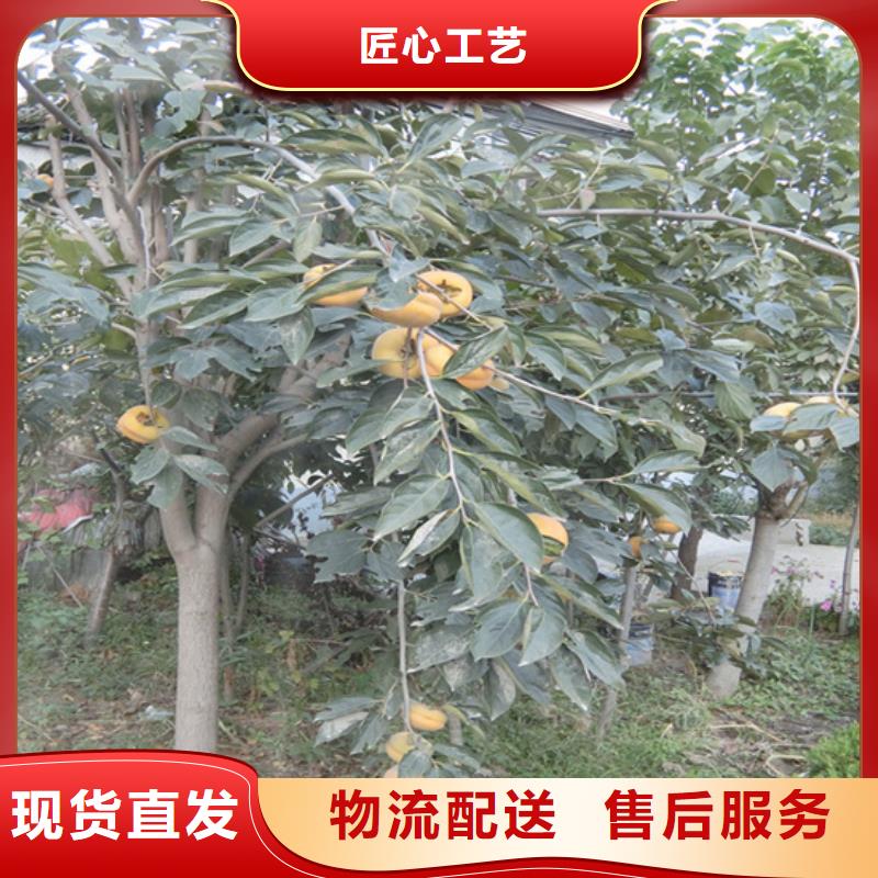 【柿子石榴树源头厂家来图定制】