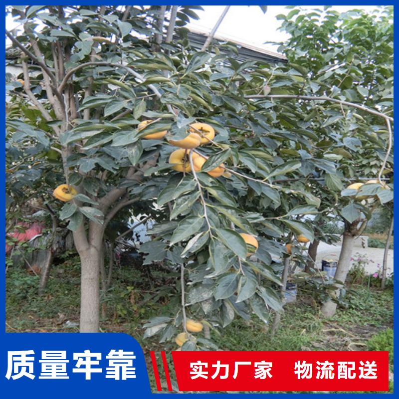 柿子石榴树精工打造