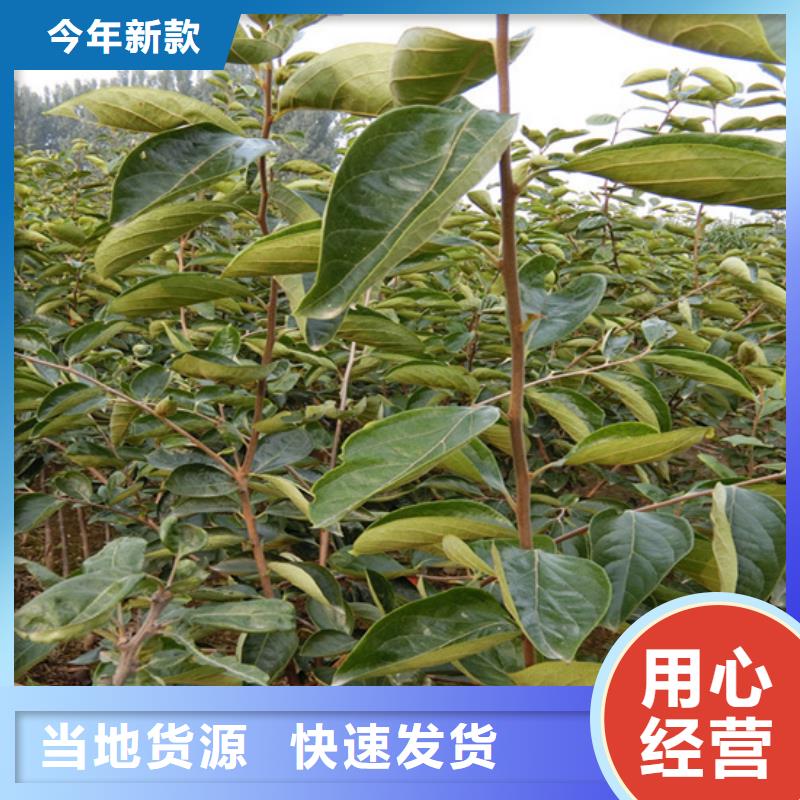 柿子板栗苗工厂自营