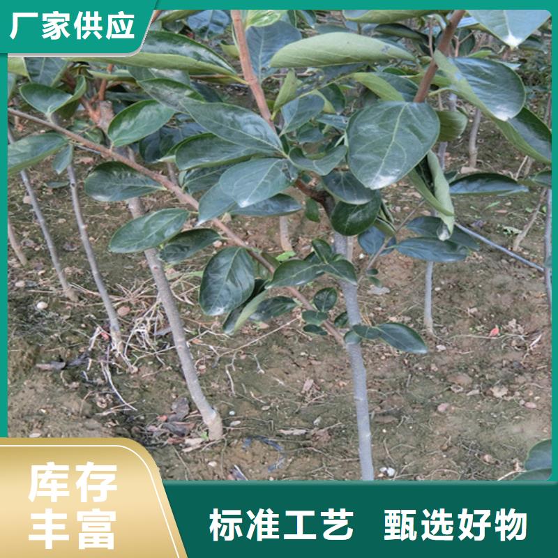 柿子_梨树苗价格公道合理