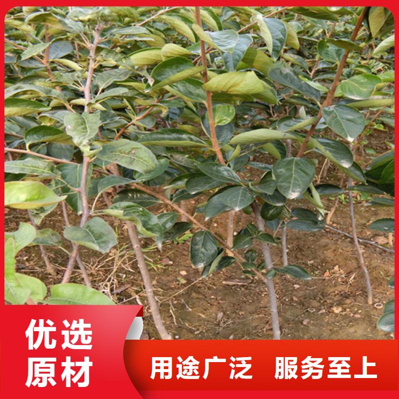 柿子板栗苗工厂自营