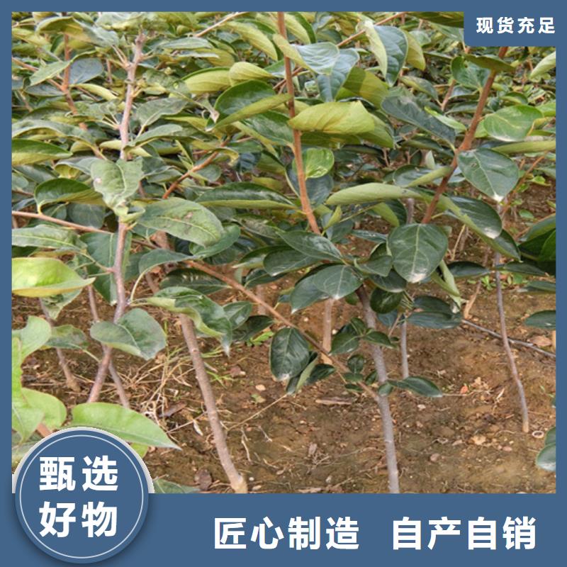 【柿子北美冬青信誉至上】