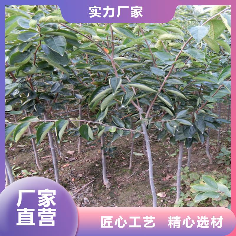 柿子李子苗实力厂商