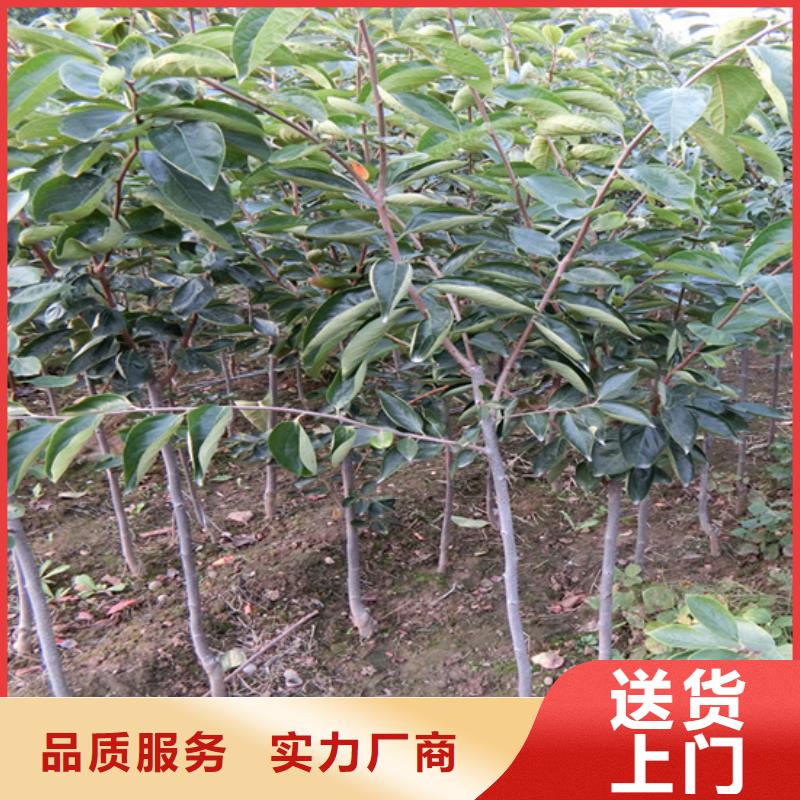 柿子李子苗实力厂商
