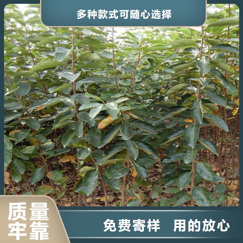 柿子北美冬青厂家拥有先进的设备