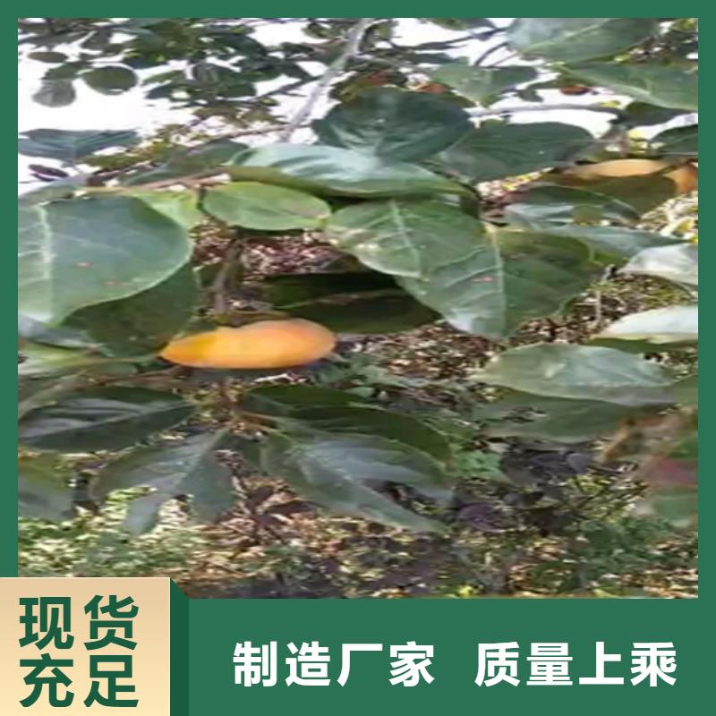 柿子_嘎啦苹果多年经验值得信赖