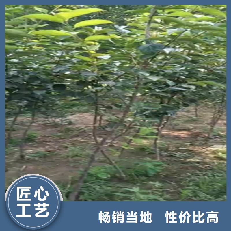 柿子苹果苗质量为本