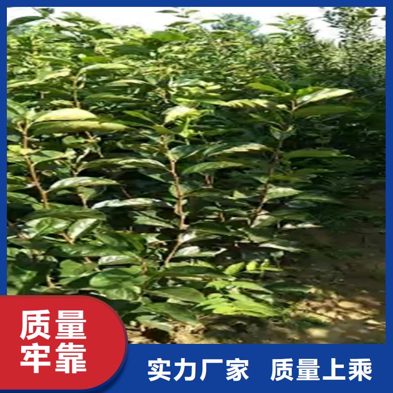 柿子【樱桃苗】资质认证