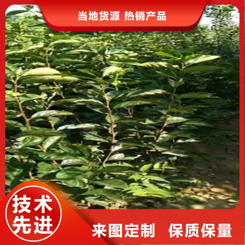 柿子桃树苗追求细节品质