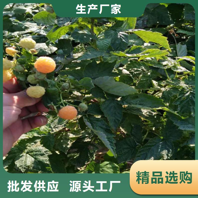 树莓苹果苗好品质选我们