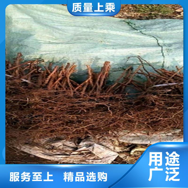 树莓草莓苗厂家直接面向客户