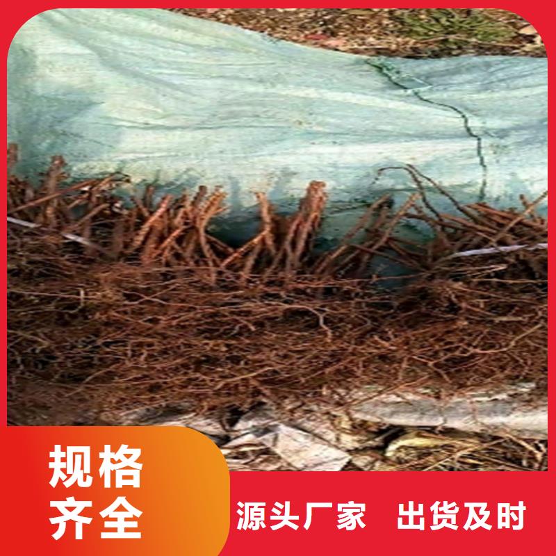 树莓石榴苗工厂采购