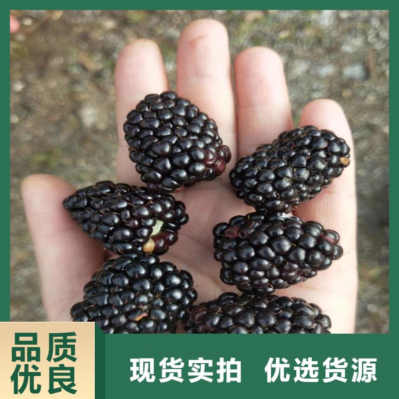 树莓猕猴桃苗安心购