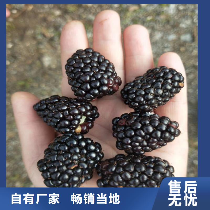 树莓_苹果苗自有生产工厂