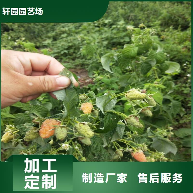 树莓【蓝莓苗】品质优选