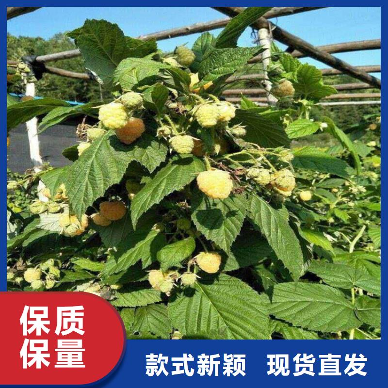 树莓【3公分软籽石榴苗】厂家