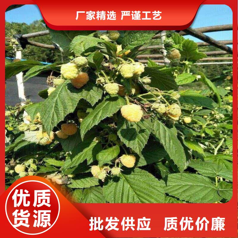 树莓【无花果苗】为您精心挑选