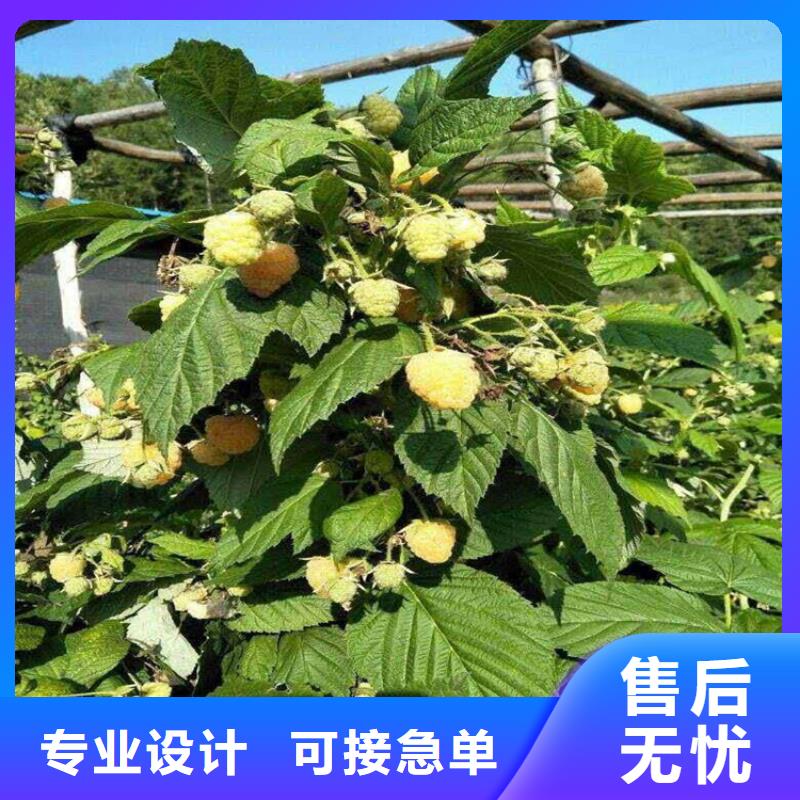 树莓苹果苗客户信赖的厂家