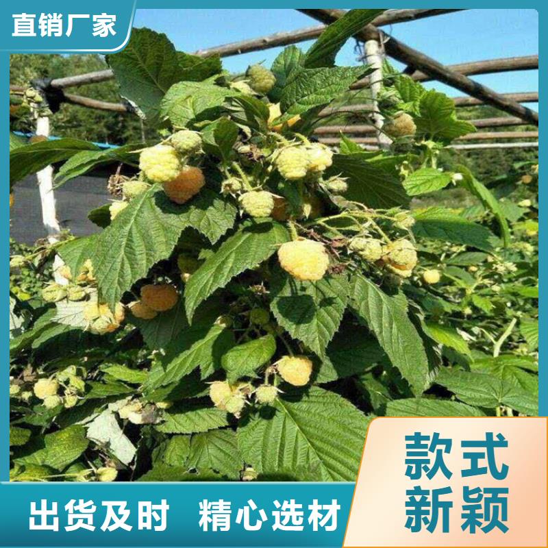 【树莓,蓝莓苗信誉至上】